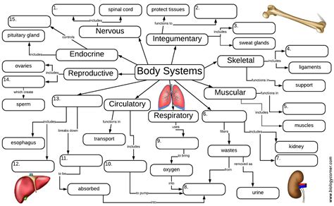 Challenges of implementing MAP Organs In The Body Map
